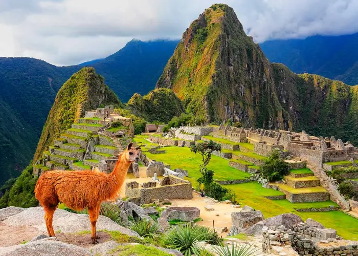 lhama-machu-picchu-peru Lhama em Machu Picchu, Peru