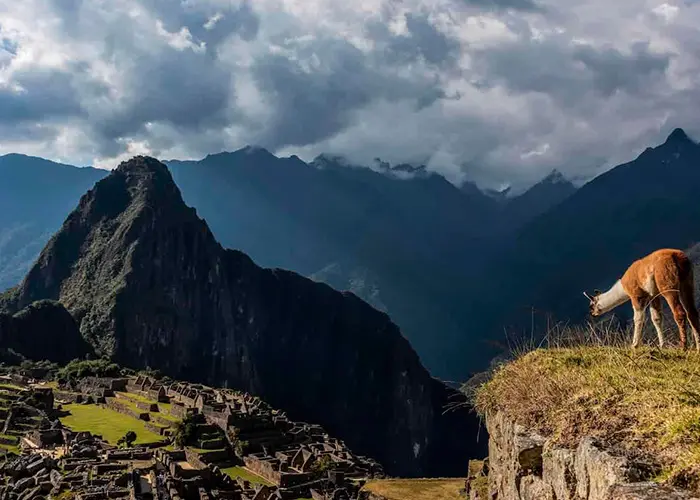 Lhama em Machu Picchu, Peru Lhama em Machu Picchu, Peru