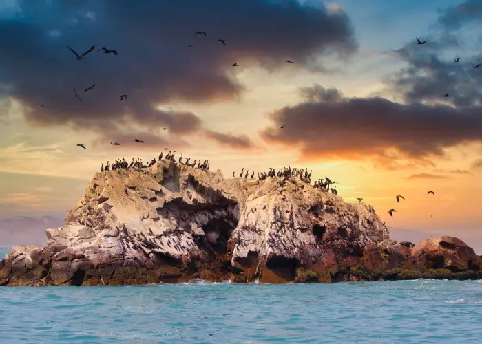 Paracas Ilhas Ballestas Ica Paracas Ilhas Ballestas Ica